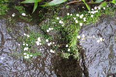 Utricularia striatula